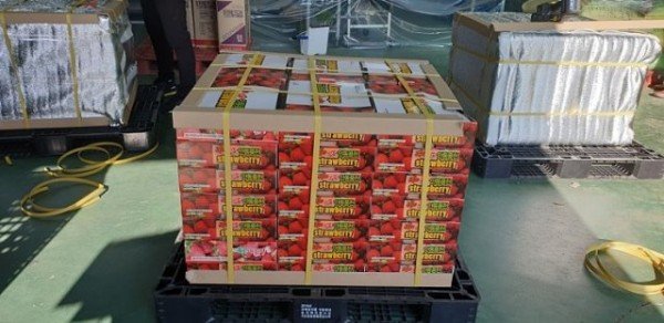 3-0212_안동딸기_러시아_블라디보스토크_첫_수출_(1).jpg