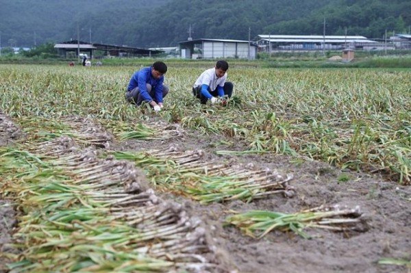 02의성군제공_마늘생산장려금지급2.jpg