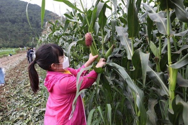 정보통신과_신라불교초전지_정보화마을_옥수수_수확_체험_행사_실.jpg