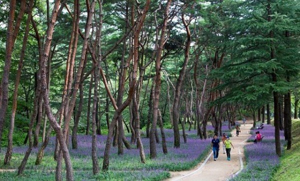 금오산올레길_맥문동.jpg