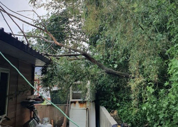 태풍 바비의 영향으로 지붕위로 쓰러진 나무.JPG