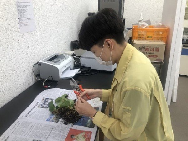 (기술보급과) 상주시, 딸기 화아분화 검사로 다수확 길 열다.jpg