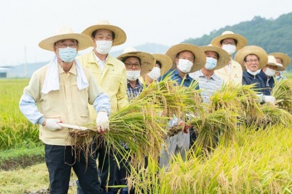 [농정과]2020년 구미시 첫 벼베기 실시3.jpg