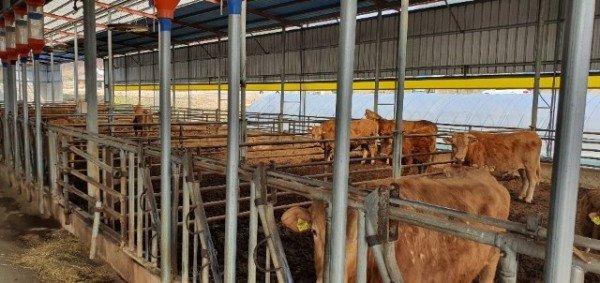 [축산과]무허가 축사 적법화 후속조치 실시2.jpg