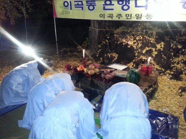 [문화예술과]농소리 은행나무 동제3.jpeg