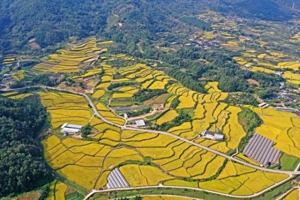 2.제12회 은상-윤향숙,다락논의 가을.jpg