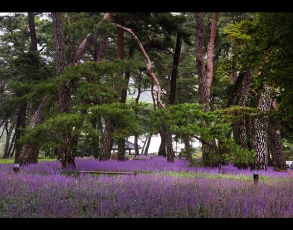 5.제12회 동상-안경미, 솔향기.jpg