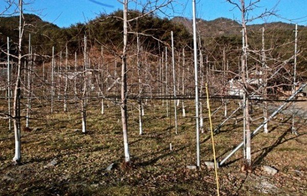 6. 갈평리오층석탑이 도난당하기전 관음리에 위치했던 자리.JPG