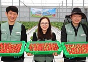 의성군제공 스마트팜 딸기 출하.jpg