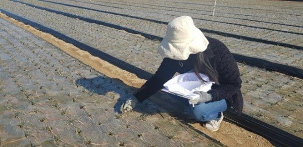 [기술개발과]마늘_양파 동해피해 조사 및 병해충 집중 관리지도2.jpg