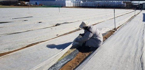 [기술개발과]마늘_양파 동해피해 조사 및 병해충 집중 관리지도3.jpg