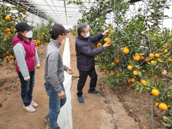 (5-2)아열대(구미_천혜향)사진3.jpg