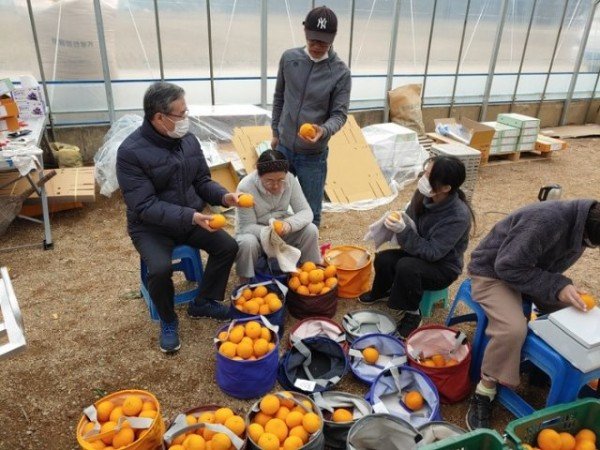 (5-1)아열대(구미_천혜향)사진1.jpg