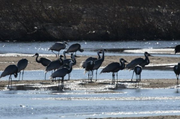 [환경보전과]낙동강 해평·강정습지 귀한 손님 재두루미(천연기념물) 방문2.jpg