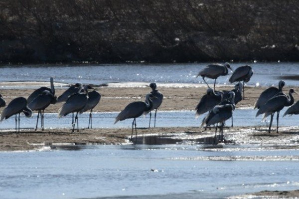 [환경보전과]낙동강 해평·강정습지 귀한 손님 재두루미(천연기념물) 방문3.jpg