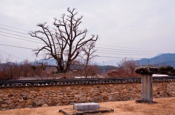 (1-1)영주_내죽리_은행나무.jpg