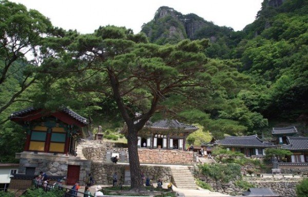 (1-2)봉화_청량사_삼각우송.jpg