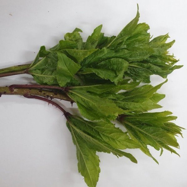 [기술보급과]밥상 위의 봄, 햇순나물로 준비하세요(오가피).jpg