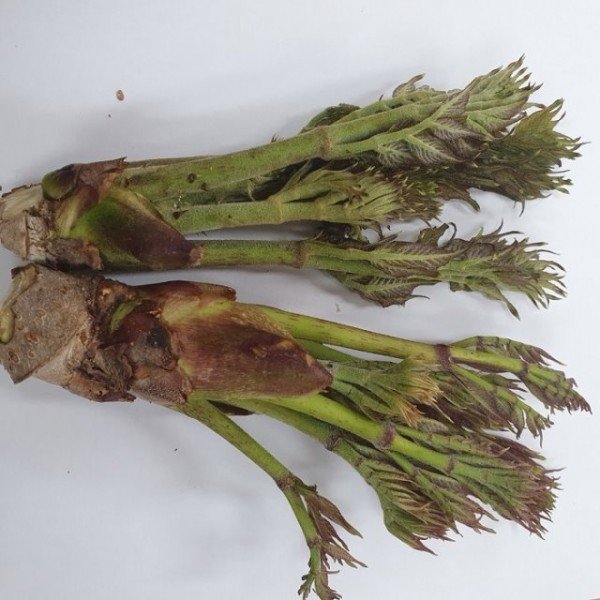 [기술보급과]밥상 위의 봄, 햇순나물로 준비하세요(두릅).jpg