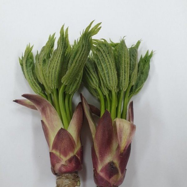 [기술보급과]밥상 위의 봄, 햇순나물로 준비하세요(음나무).jpg