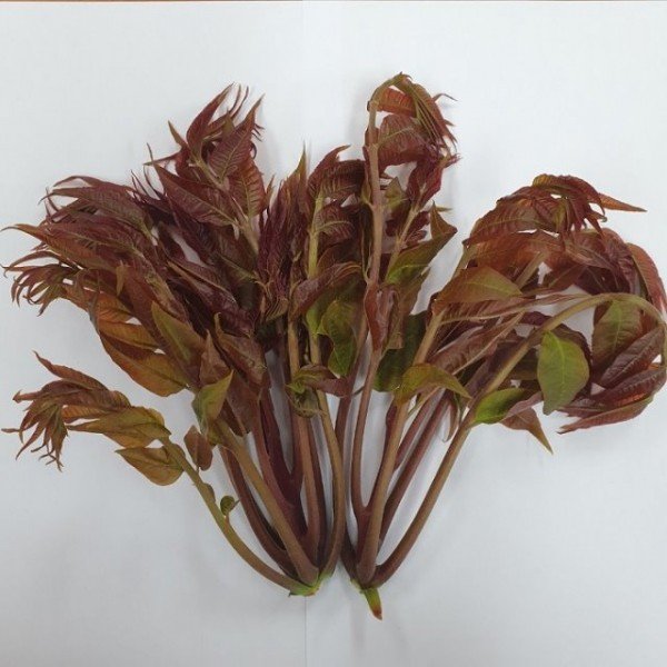 [기술보급과]밥상 위의 봄, 햇순나물로 준비하세요(참죽).jpg