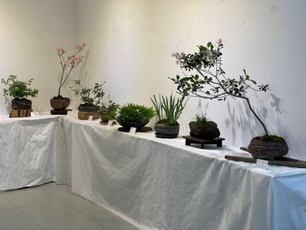 [기술개발과]야생화 봄전시회3.JPG