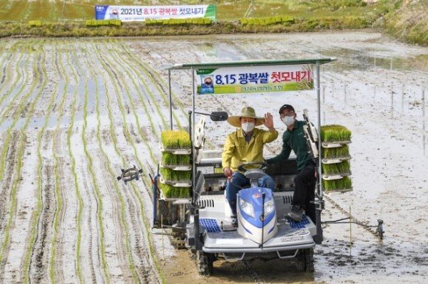 영주 2-영주시장이 815광복쌀 첫 모내기를 하며 손을 흔들고 있다.JPG