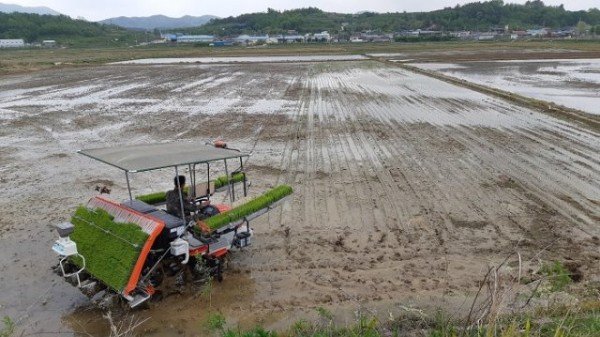 의성군제공 구천면 첫 모내기.jpg
