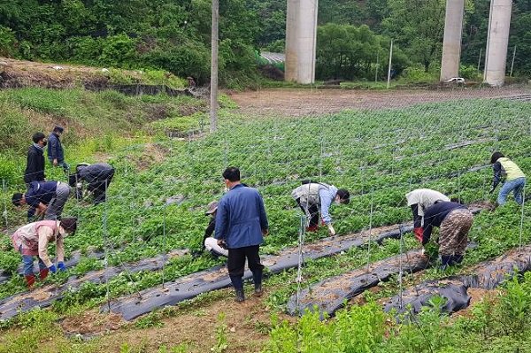 영주 3- 영주시와 생물자원연구소 농촌일손돕기 (2).jpg