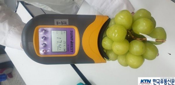 (4-2)샤인머스켓(2)_당도측정.jpg