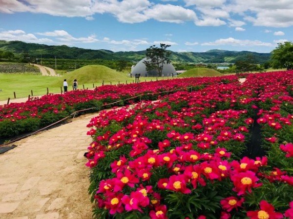 의성군제공 작약꽃.JPG