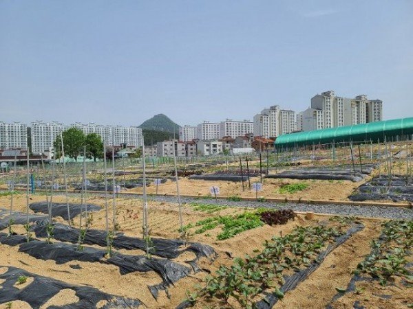 7도시농업 공영텃밭(운영사진).jpg