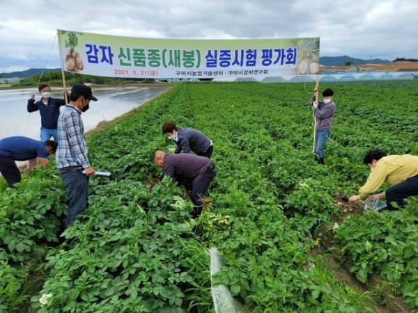 [기술개발과]신품종감자지역적응시험)2.jpg