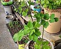 i_16aUd018svc12cz3sfaavtdh_tg3zvl.jpg