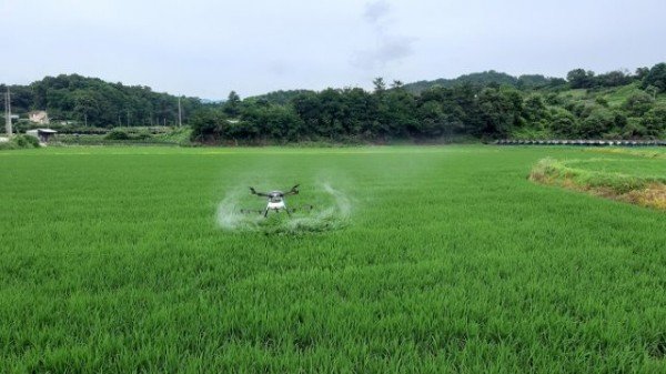 영주 4-영주시, 드론을 활용한 농작물 병해충 무인항공방제에 나서 (드론으로 방재하는 장면).jpg