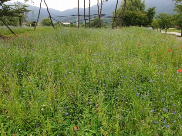 영주 6-꽃양귀비와 수레국화가 만개한 콩세계과학관에 놀러오세요~! (연못 주변에 꽃양귀비와 수레국화가 만개한 장면) (2).jpg
