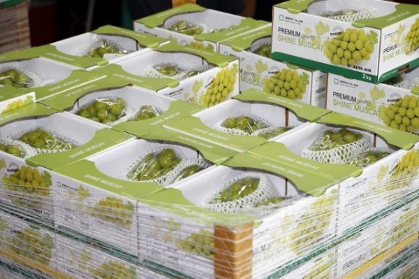 [유통마케팅과]샤인머스켓의 수출 1번지 상주, 수출 스타트2.JPG