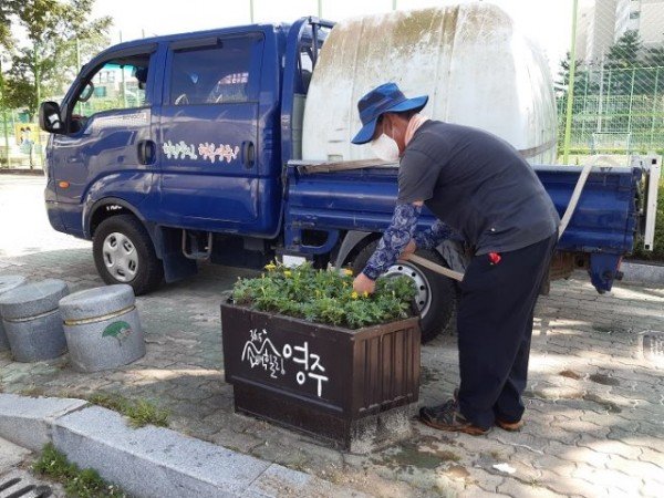 영주 3-메리골드 꽃에 관수작업을 하고 있다..jpeg