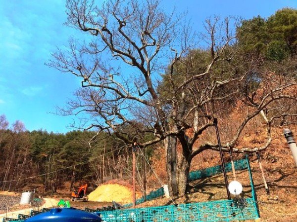 (7-2)울진_쌍전리_산돌배나무.JPG