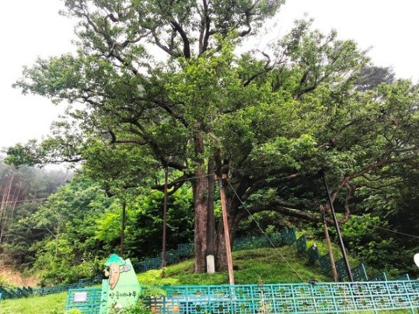 (7-1)울진_쌍전리_산돌배나무.JPG