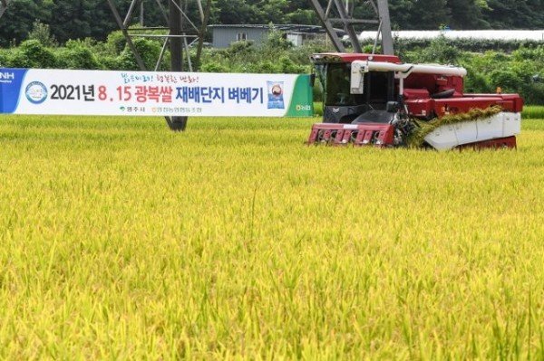 영주 1-8.15광복쌀 첫 벼베기 모습.jpg