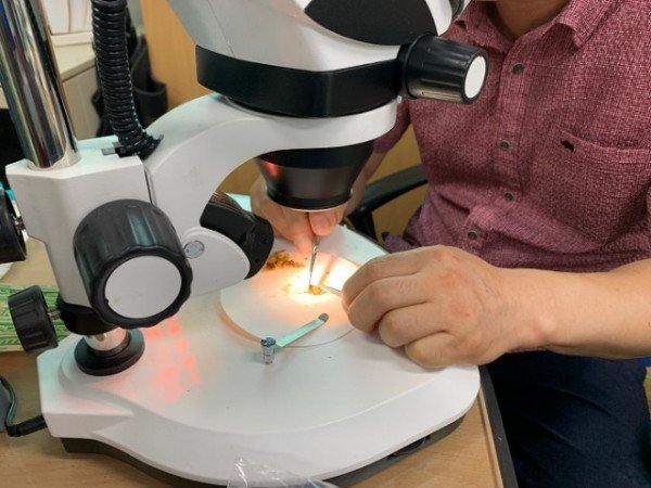 영주 1-영주시농업기술센터 관계자가 딸기 화아분화 검사를 하고 있다..jpg