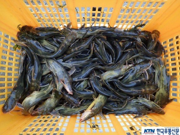 (2-2)동자개_치어사진.JPG