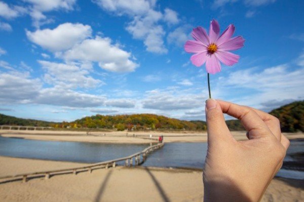 영주 1-무섬마을 외나무다리(1).jpg