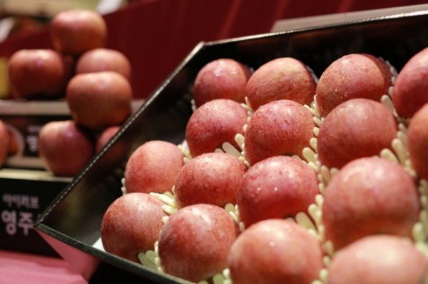 영주 1-영주사과 사진.JPG