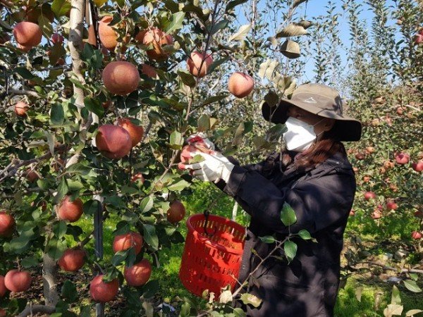 영주 6-2021년 가을철 사과따기 농촌일손돕기.JPG
