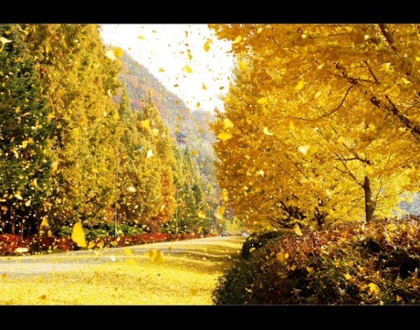 1104-1-1 단풍 시즌 입소문난 안동 단풍 명소 8선-낙강물길공원 (2).jpg