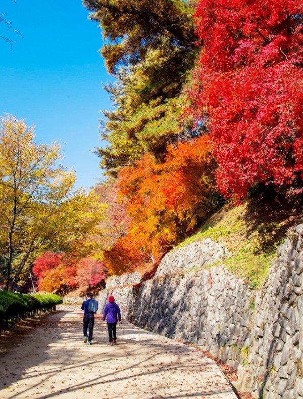 1104-1-2 단풍 시즌 입소문난 안동 단풍 명소 8선-도산서원 (2).jpg
