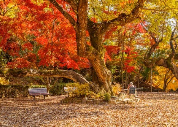 1104-1-2 단풍 시즌 입소문난 안동 단풍 명소 8선-도산서원 (3).jpg