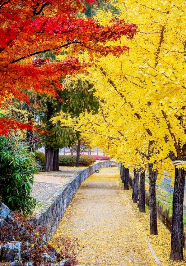 1104-1-4 단풍 시즌 입소문난 안동 단풍 명소 8선-월영교 (3).jpg